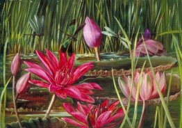Red Water Lily of sud dell'India Red Water Lily of sud dell'India