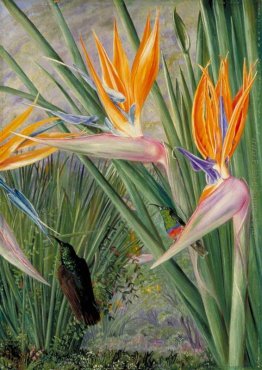 Strelitzia e zucchero uccelli, Sud Africa Strelitzia e zucchero uccelli, Sud Africa