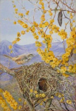 Nido d'Uccello in Armed Acacia Bush, Cile Nido d'Uccello in Armed Acacia Bush, Cile