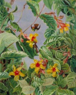 Un Arrampicata brasiliano Arbusto e colibrì Un Arrampicata brasiliano Arbusto e colibrì