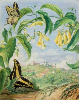 Giallo Bignonia e farfalle coda di rondine con vista di Congonha Giallo Bignonia e farfalle coda di rondine con vista di Congonha