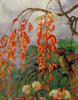 Fiori di un albero e Coral Re delle Flycatchers, Brasile Fiori di un albero e Coral Re delle Flycatchers, Brasile