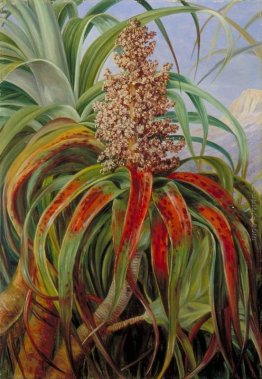 Una Nuova Zelanda Dracophyllum Una Nuova Zelanda Dracophyllum