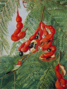 The Tamarind selvatico della Giamaica con Scarlet Pod e Barbet The Tamarind selvatico della Giamaica con Scarlet Pod e Barbet