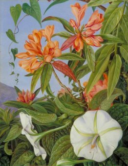 Un Javan Rhododendron e Ipomoea Un Javan Rhododendron e Ipomoea