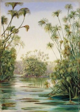 Papiro o carta canna che cresce nel Ciane, Sicilia Papiro o carta canna che cresce nel Ciane, Sicilia