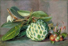 Custard Apple, 'Uva spina' nativo di Sarawak, e Leaf Locusta Custard Apple, 'Uva spina' nativo di Sarawak, e Leaf Locusta