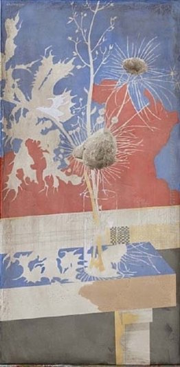 Pianta mediterranea Pianta mediterranea