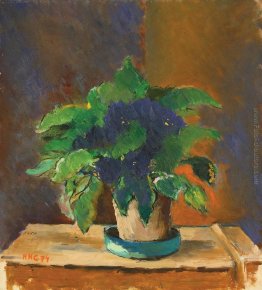 Viole del pensiero Viole del pensiero