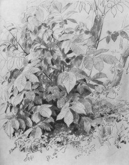 Giovane coltivazione di frutta a guscio Giovane coltivazione di frutta a guscio