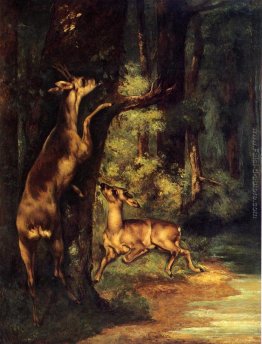 Maschio e femmina di cervo nel bosco Maschio e femmina di cervo nel bosco