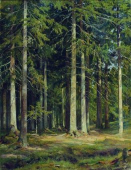 Abete foresta Abete foresta