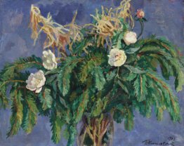 Natura morta. Peonie e rami di abete. Natura morta. Peonie e rami di abete.