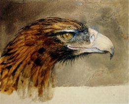 La testa d'aquila dalla vita La testa d'aquila dalla vita