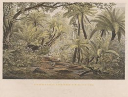 Ferntree Gully, Dandenong Ranges, Victoria Ferntree Gully, Dandenong Ranges, Victoria