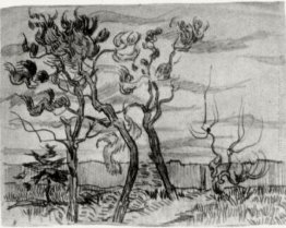 Alberi di pino di fronte al Muro della Asylum Alberi di pino di fronte al Muro della Asylum