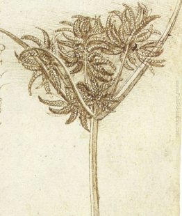 Sedge.jpg Sedge.jpg