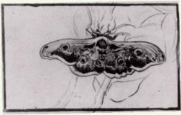 Death testa Moth Death testa Moth