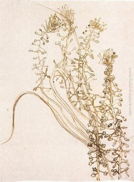 Fioritura Rami Fioritura Rami
