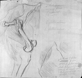 Disegno anatomico Disegno anatomico