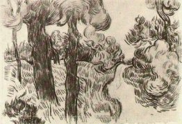 Percorso tra gli alberi di pino Percorso tra gli alberi di pino