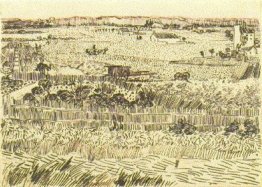 Harvest Landscape Harvest Landscape