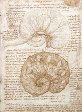 Disegno dell'utero di una mucca incinta Disegno dell'utero di una mucca incinta