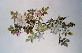 Studio di Wild Rose Studio di Wild Rose