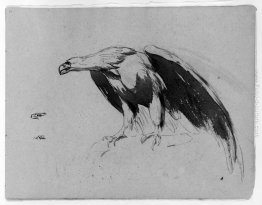 Eagle (da Sketchbook) Eagle (da Sketchbook)