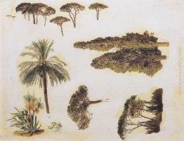 Studi di alberi da Roma Studi di alberi da Roma