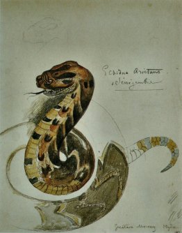 Studio soffio vipera Studio soffio vipera