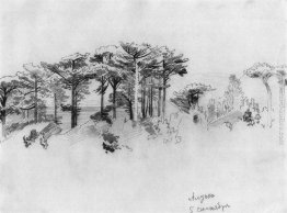 Gli alberi di pino sopra il mare. Alupka Gli alberi di pino sopra il mare. Alupka