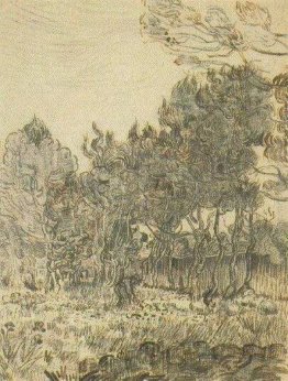 Pino alberi vicino il Muro della Asylum Pino alberi vicino il Muro della Asylum