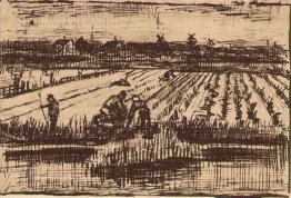 Potato Field Potato Field