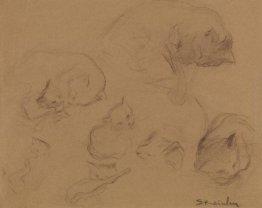 Cat Studio Cat Studio