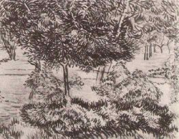 Alberi e arbusti Alberi e arbusti