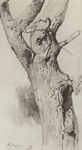 Il tronco di un vecchio albero Il tronco di un vecchio albero