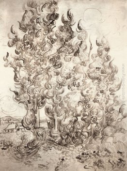 Cipressi Cipressi