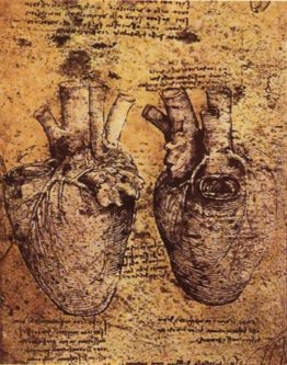 Cuore e dei suoi vasi sanguigni Cuore e dei suoi vasi sanguigni