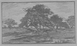 Alberi Alberi