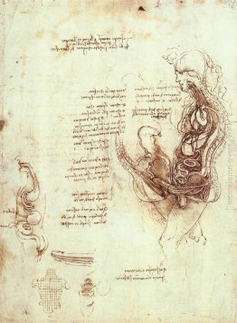 Studi di l'atto sessuale e organo sessuale maschile Studi di l'atto sessuale e organo sessuale maschile