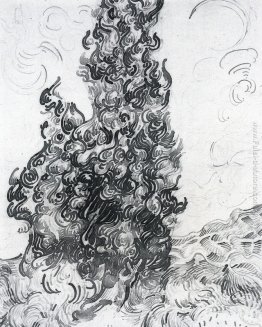 Cipressi Cipressi