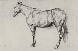 Cavallo Cavallo