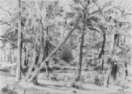 Foresta Foresta