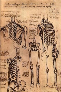Disegno del tronco e le braccia Disegno del tronco e le braccia