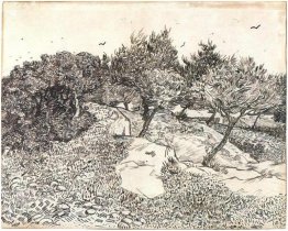 Ulivi Ulivi