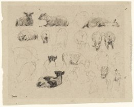 Studi di Sheep Studi di Sheep