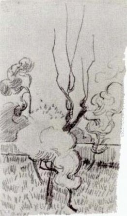 Pino alberi vicino il Muro della Asylum Pino alberi vicino il Muro della Asylum