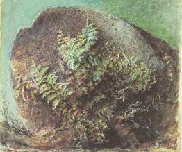 Felci su una roccia Felci su una roccia