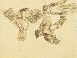 Gli studi di un passero morto Gli studi di un passero morto